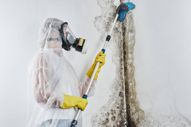 Best Residential Mold Removal  in Lowes Island, VA