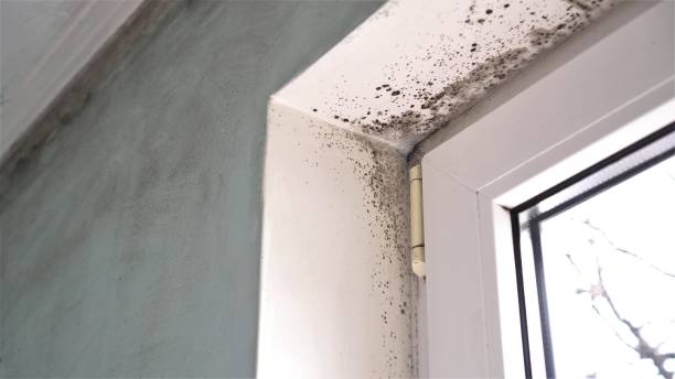 Best Same-Day Mold Removal  in Lowes Island, VA