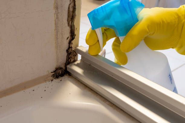 Best Attic Mold Removal  in Lowes Island, VA