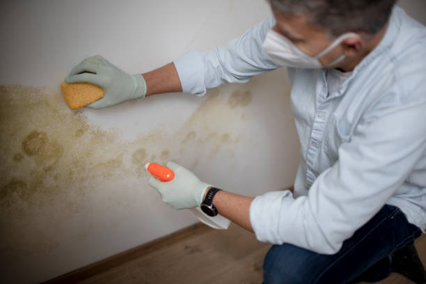 Mold Removal and Inspection in Lowes Island, VA