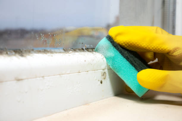 Best Certified Mold Removal  in Lowes Island, VA