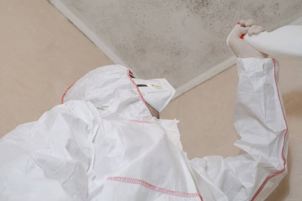Trusted Lowes Island, VA Mold Removal Experts