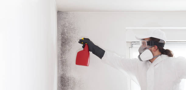 Best Mold Removal and Inspection  in Lowes Island, VA