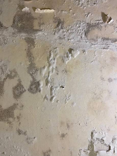 Best Best Mold Removal Companies  in Lowes Island, VA