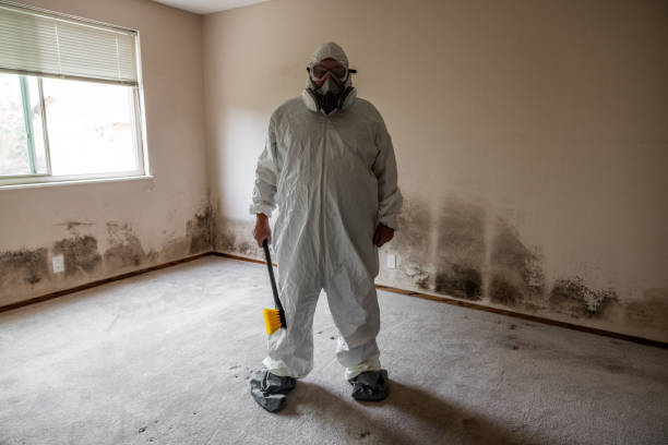 Best Black Mold Removal  in Lowes Island, VA