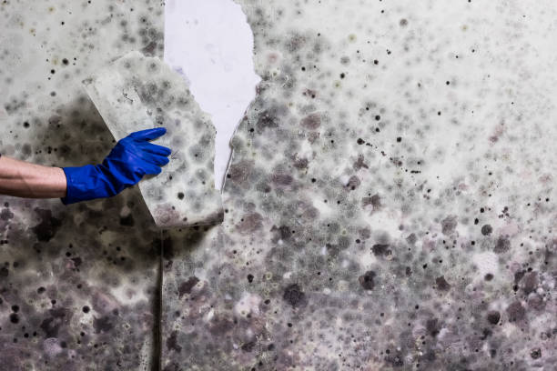 Mold Removal and Inspection in Lowes Island, VA