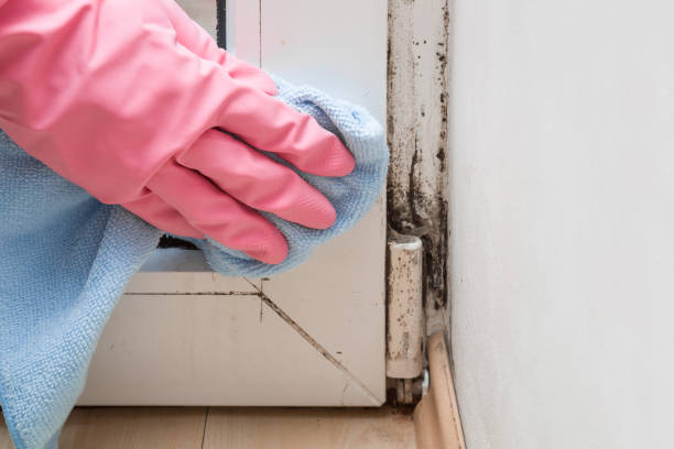 Best Same-Day Mold Removal  in Lowes Island, VA